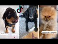 Funny Dogs Compilation! 😂 Try Not to Laugh! 😂