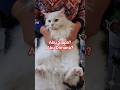 #cat #kucing #cats #catshorts #kucinglucu #imut #dancingcat #cutecat #pecintakucing #catlovers