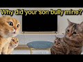 A cat gets bullied