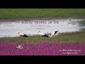 White Storks in 4K - A Sony FS5 Wildlife Documentary