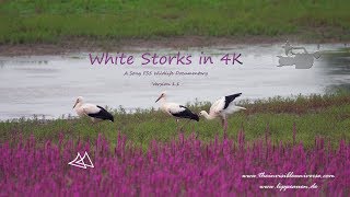 White Storks in 4K - A Sony FS5 Wildlife Documentary