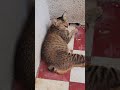 Looking for what 🤣🥰 #cat #shortvideo #cute #cutecat