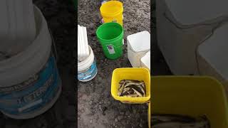 Smelt Dipping March 5, 2022