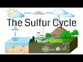 Sulfur Cycle