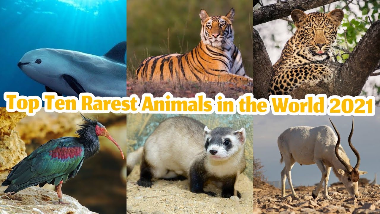 Top Ten Rarest Animals In The World 2021 YouTube