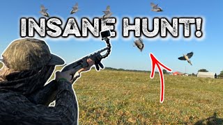 DOVE HUNTING MADNESS In ARKANSAS