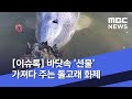 [이슈톡] 바닷속 '선물' 가져다 주는 돌고래 화제 (2020.05.22/뉴스투데이/MBC)