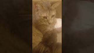 Maya With Her Children