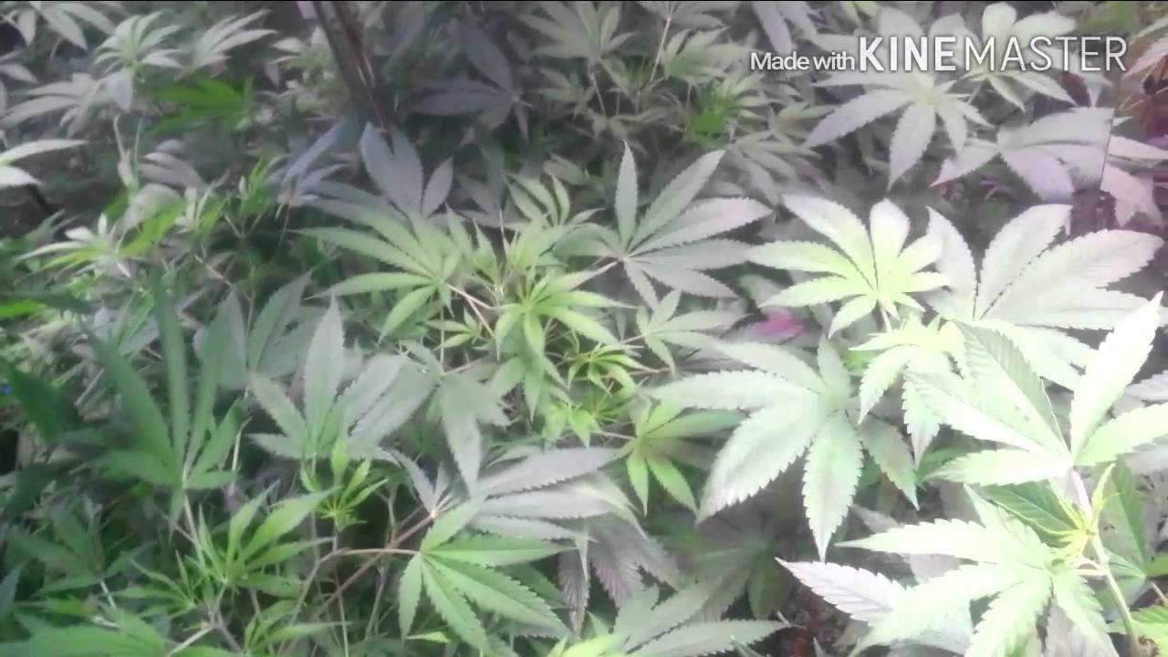 i3x3i Grow Tent Cree LED Veg icloseti 96x3 reflector i3x3i Grow Tent Cree LED Veg icloseti 96x3 reflector