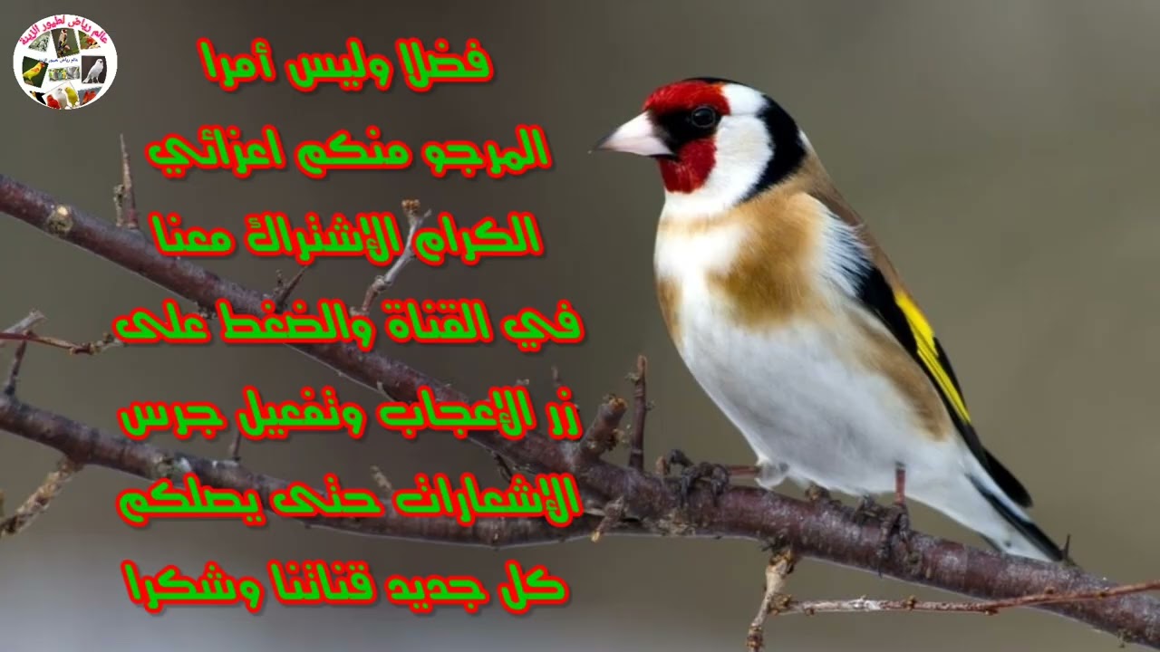 10 ساعات من تغريد الحسون راحة نفسية تغريد جميل