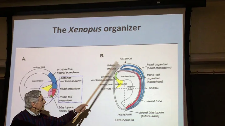John Gerhart IHM keynote lecture on acorn worm