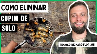 The Hidden Enemy: How to Eliminate Subterranean Termites (And the Pest Control Company's Secret)