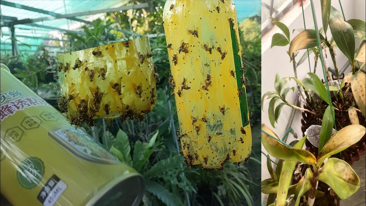 Nguyên nhân lan thối nhũn mùa mưa và sử lý hàng hoàn tốt nhất | phong lan rừng pv