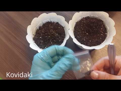 Как садить мухоловку из семян