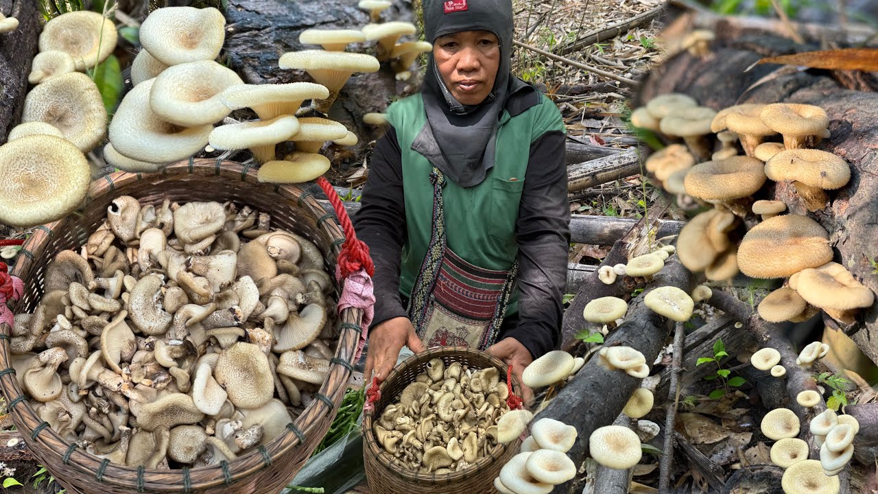 เหลือเชื่อ!!ฝนตกวันเดียว? เห็ดบดออกทุกขอนดอกสวยหนาๆวันนี้หมานเต็มตระกร้า  2/3/69