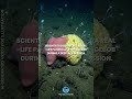 SpongeBob & Patrick Found in Nature