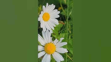 A Marmalade Hoverfly doing what it does best - hovering, though the video makes the wings look still
