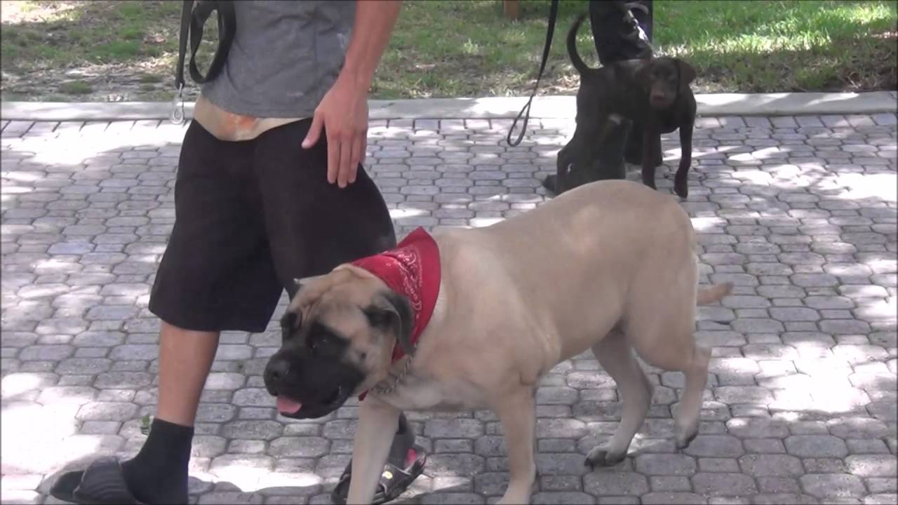 wallace k9 training center