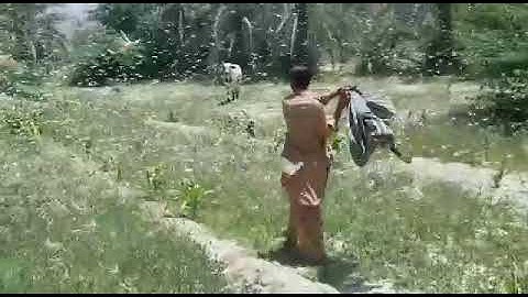 A mild attack of locusts