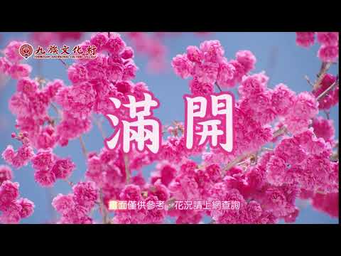 2019九族櫻花祭–櫻花滿開囉!