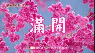 2019九族櫻花祭–櫻花滿開囉!