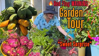 Garden Tour Growing Food in Changing Weather * Tomatoes Peppers Lettuce Turmeric Container Gardening