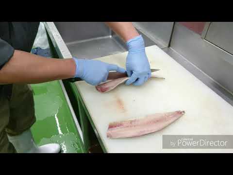 ニシンの釣り方はどうすればいいの 人気対象魚のおすすめ釣りタックルをチェック