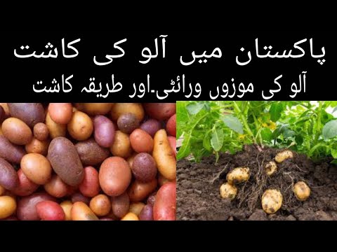 Video: Potatisort Sonny, Beskrivning, Foto, Egenskaper Och Recensioner Samt Odlingsfunktioner