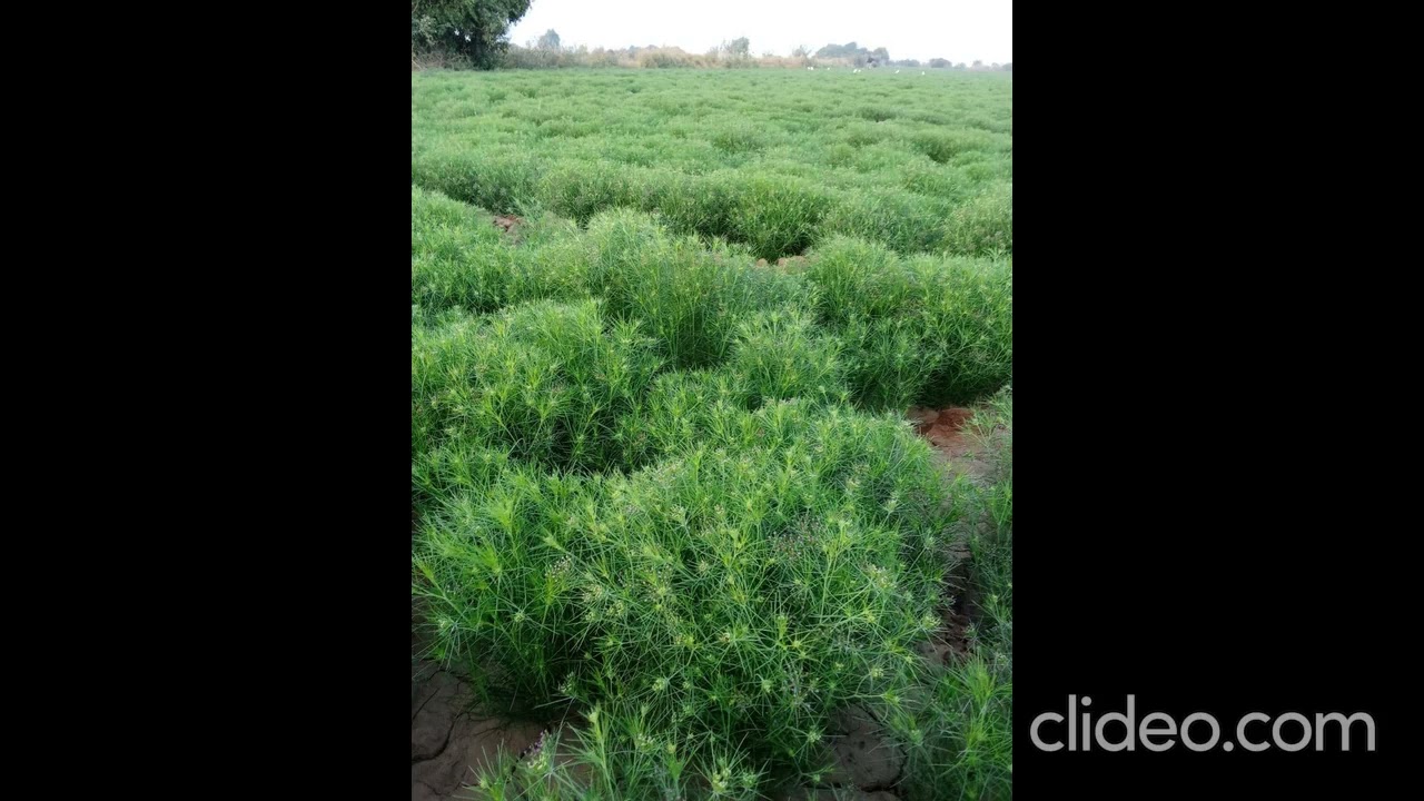 Cumin Seeds | CG4 | for Cultivation