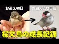 【桜文鳥】雛から成鳥までの232日間を4分でまとめた成長記録（お見逃しなく！） Record of Java sparrow growth