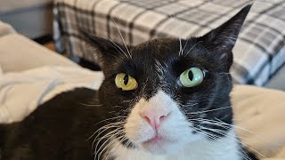 Purr Therapy: Unwind with Cat Purring by catatainment 74 views 2 months ago 2 minutes, 19 seconds