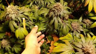 Flushing Flower Update 2-21-17 (Team Kanna)