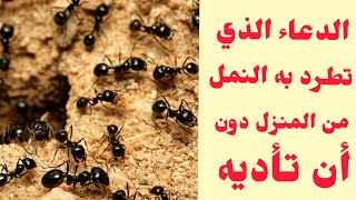 دعاء يخلصك من النمل الذي في منزلك في 3 أيام بإدن الله