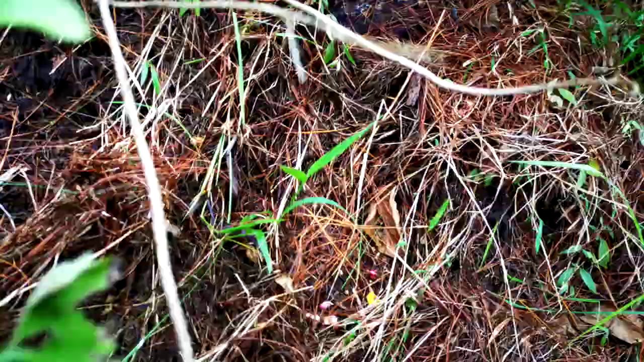 MUSHROOM HUNTING 2020