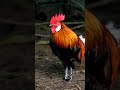 Why Are Chickens So Fascinating? Find Out Now! 🐤 #shortvideo #short #shorts #fyp #funny @kids_elfif