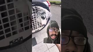 Some pet owners need a IQ test #stitch #alphaxalfa #comedy #pets #dog #stupid #commonsense #petowner