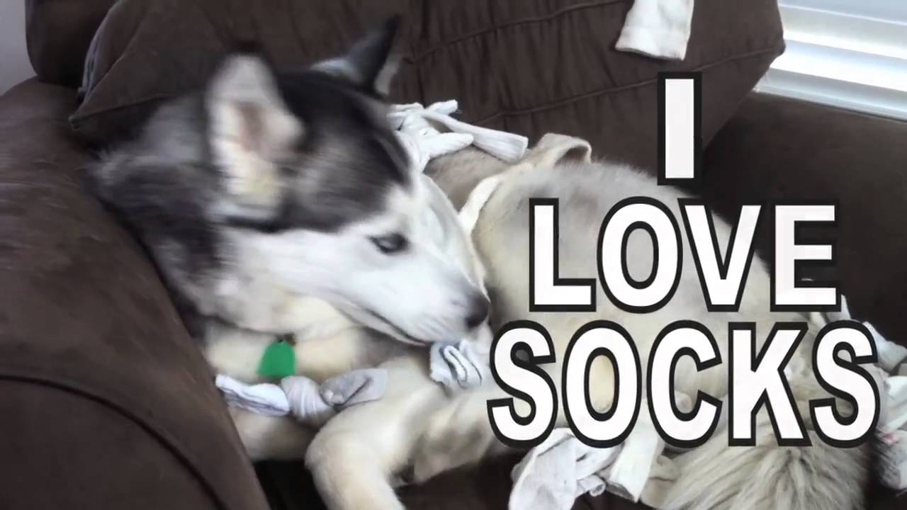 Dogs Like Socks by PSYCHOSTICK Official I'm a dog and I like socks