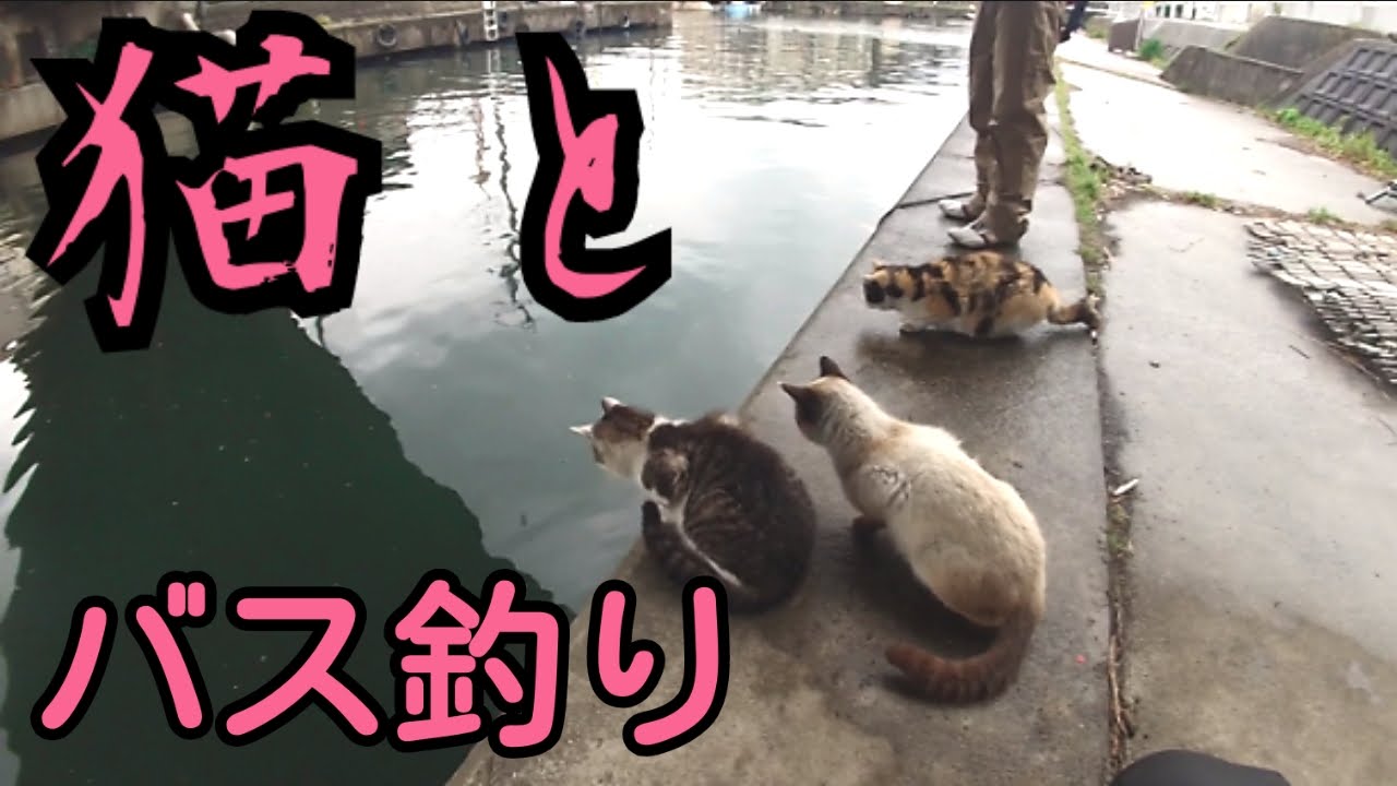 猫と琵琶湖でバス釣り あれは残念だったね Youtube 猫と琵琶湖でバス釣り あれは残念だったね Youtube