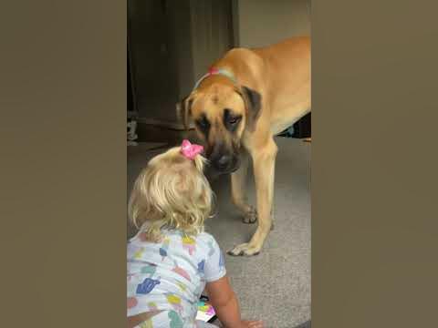 Great Dane Dog Want Toddler’s Hair Scrunchie - YouTube
