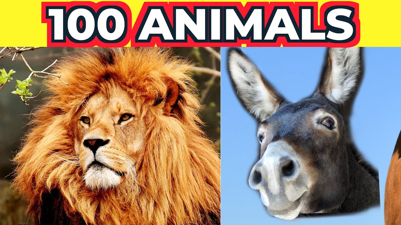 100 Animals Name In English With Sound And Pictures - Animal Vocabulary