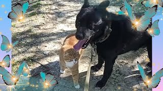 Красота Природы❤ и волшебный Дудук! 💜💙💚🧡❤#love #cat #dogs