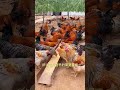 三农 养殖 养鸡 搞笑 饲养员日常 正能量 三农 养殖 养鸡 搞笑 饲养员日常 正能量