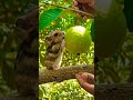 guava fruit eating #videomaker #youtubeapp #youtubeinfluencer #wevideo #visualreel #youtubetv