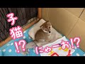 【猫になった子犬】豆柴ラムちゃん#18