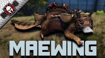MAEWING TAMING & REVIEW! ABILITIES - BREEDING - EGGS EXPLAINED!