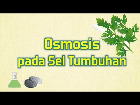Video: Mengapa Osmosis penting dalam sel tumbuhan?