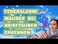 Federalarm im Schlag - meine Tauben in der Mauser 2025
