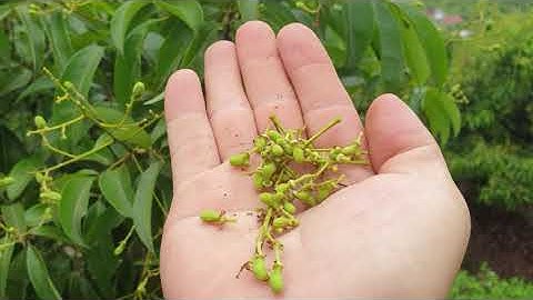 Vải Thiều Lục Ngạn Lớp Hoa Bị Nghẹn Rụng Sinh Lý Ít Hẳn I Nui Doi Luc Ngan 98