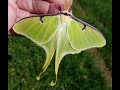 Giant Silk Moths!