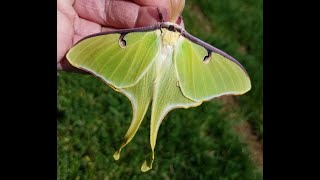 Giant Silk Moths!
